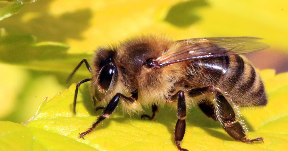 Air pollution making honey bees sick