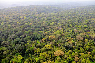 Central Africa States facing challenges to finding definition for Forest, Deforestation, Forest