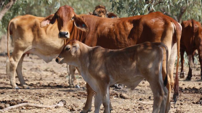 Program to help ‘at-risk' cattle stations ends prompting concerns that more needs to be done