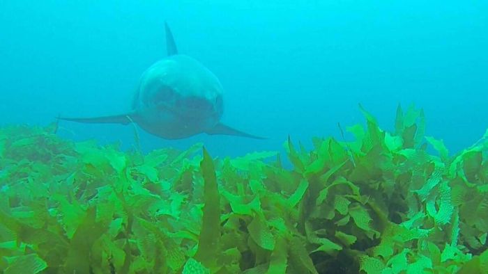 Could this shark documentary set a filmmaking precedent?