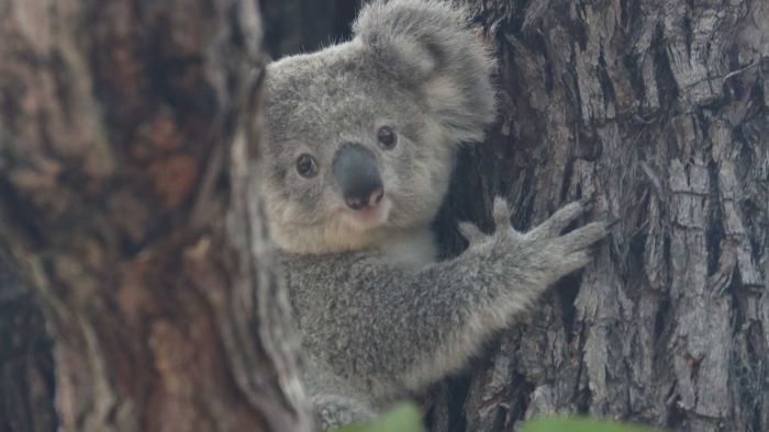 'Devastating' report finds 71pc decline in koala numbers across northern NSW