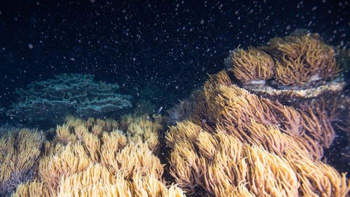 The Great Barrier Reef breeding bonanza has kicked off with a bang, but bleaching legacy could make it a bust