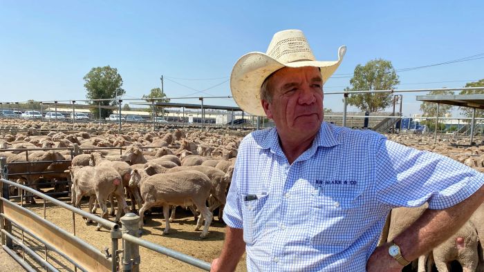 Cattle and sheep prices rise driven by rain and short supply after long drought