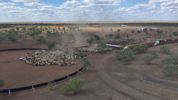 Queensland family cattle company buys NT station for $23m