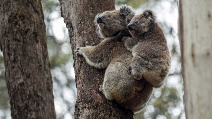 Live: NSW Now: Cabinet to discuss making farmers exempt from controversial koala policy