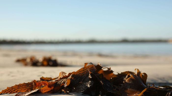 Could seaweed forests help turn the tide in the fight against climate change?
