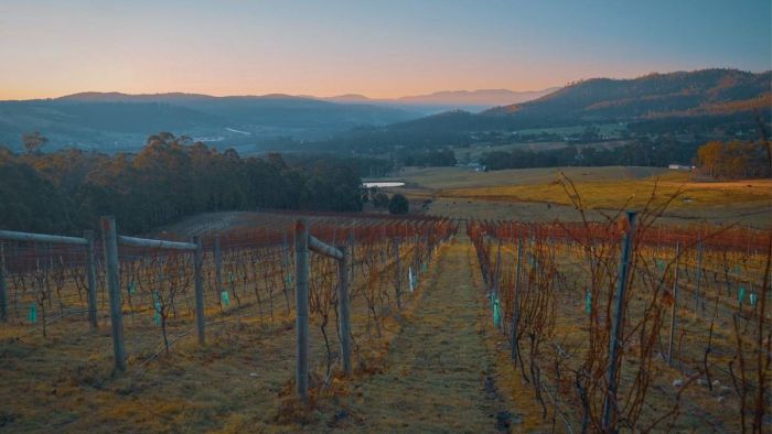 Tassie wine regions destined to resemble Coonawarra, climate research shows