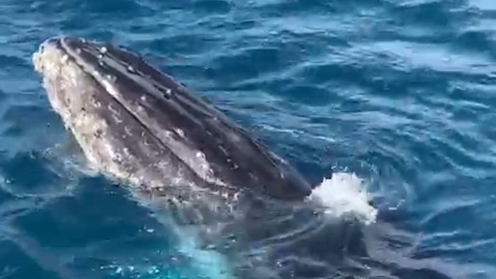 First Geraldton whale tours 'wowed' by curious, playful humpbacks