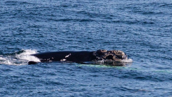 Where are the whales? Fewer southern rights off Albany coast