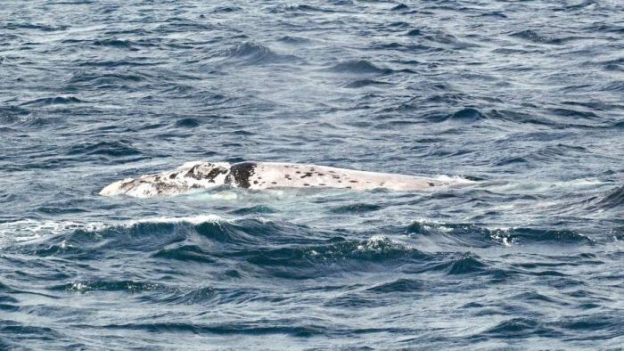 'It's pretty wonderful': Two rare white whale calves spotted off WA