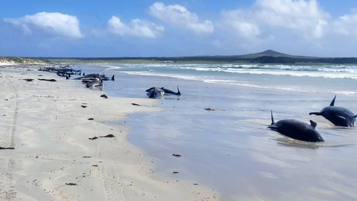 100 pilot whales and bottlenose dolphins dead in mass stranding on remote island off New Zealand