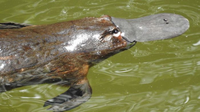 Platypus disappear from five locations around south-east Queensland
