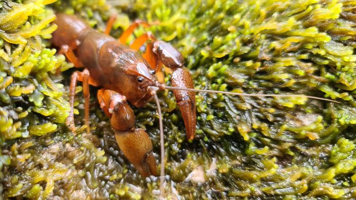 Tiny crayfish thought to be extinct found in remote west Tasmania