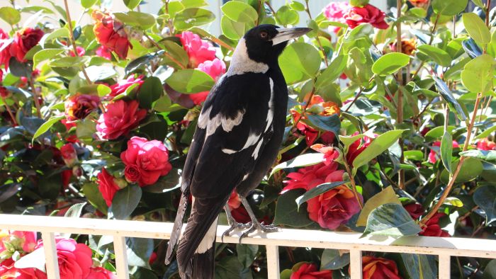 Residents urged to turn off lights as sleep-deprived magpies are not catching the worm