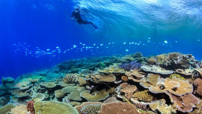 'Very, very concerning': Great Barrier Reef faces potential 'disaster' in weeks