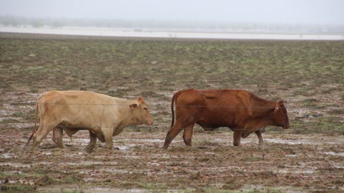 Death of more than 500,000 cattle changes BOM weather messaging