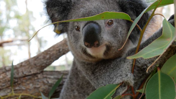 Have more than a billion animals perished nationwide this bushfire season?