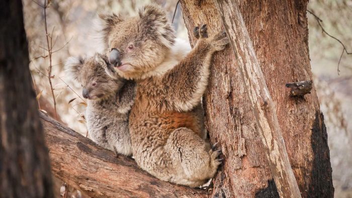 Leaked letter calls on NSW Premier to stop logging in bushfire-affected areas in order to save koalas