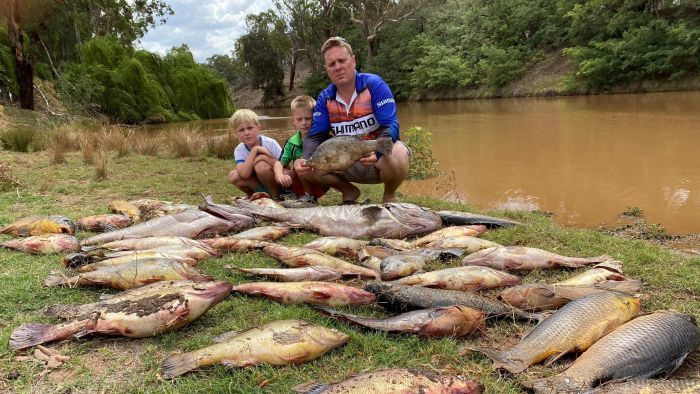 Cruel twist as much-needed rain turns NSW river to 'tomato soup', killing thousands of fish