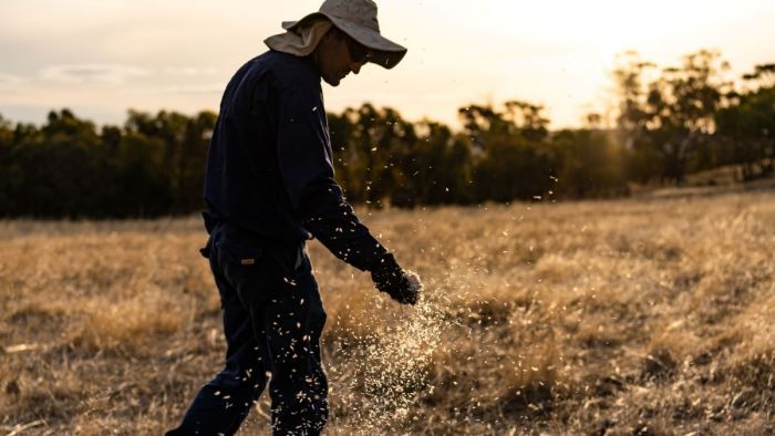 Will seed banking save some of our native plant species post bushfires?