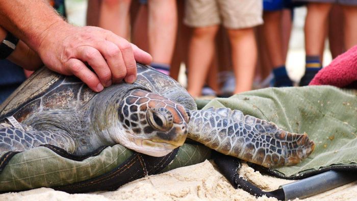 Emaciated sea turtles washing up on NSW beaches have conservationists worried