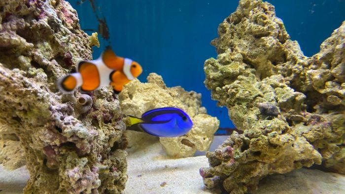 Breeding clownfish to save the species