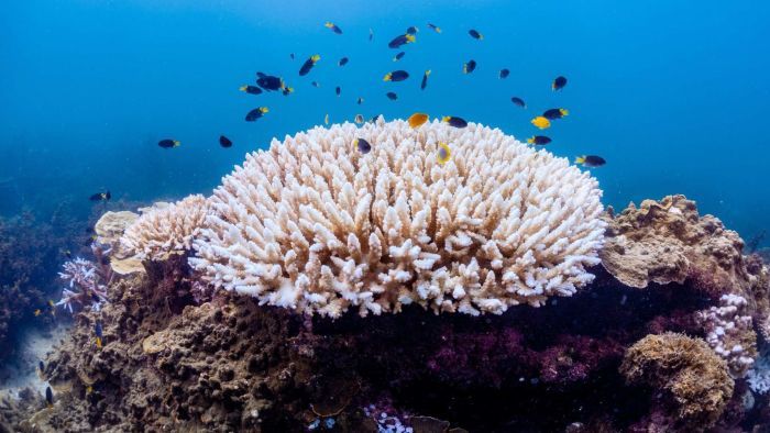 Hottest month of sea temperatures leaves reef reeling, but cyclone to ease bleaching