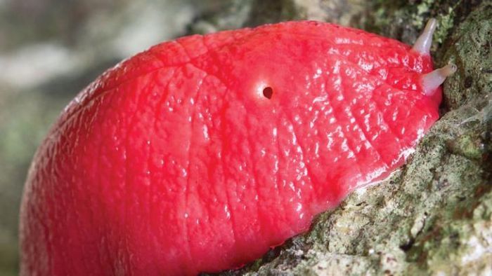 Rangers feared this neon-pink slug was wiped out by fires — then it rained