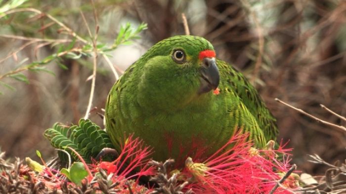 Behind the fight to save western ground parrot, WA's rarest bird
