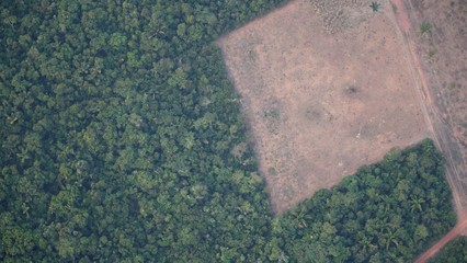 Amazon deforestation soars amid pandemic lockdowns