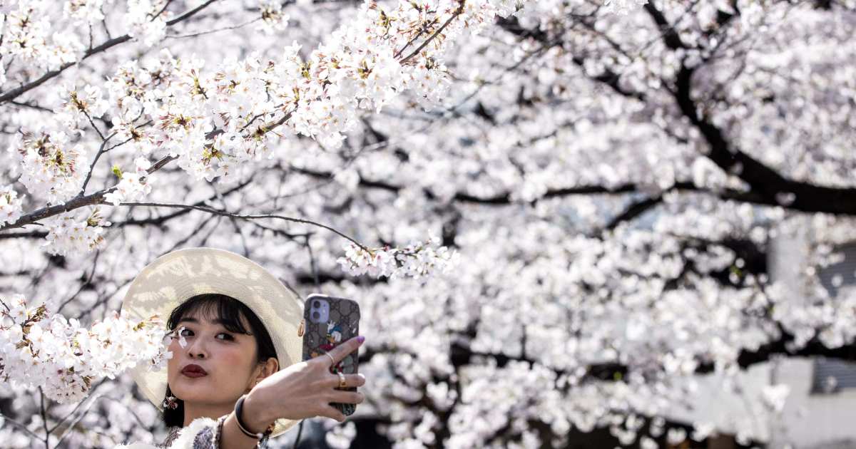 Japan’s famed cherry blossoms bloom early as climate warms