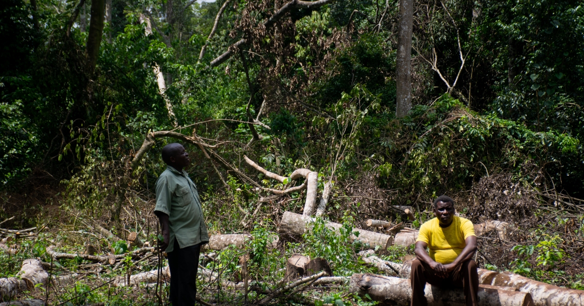 Ugandan campaigners vow to keep on fighting for Bugoma forest
