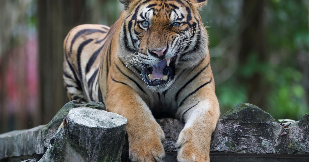 Malaysia: Is there still a chance of saving the Malayan tiger?