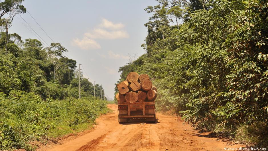 WWF: Rainforest deforestation more than doubled under cover of coronavirus
