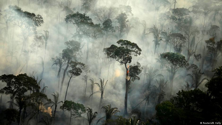 Rainforest losses 'stubbornly' unabated