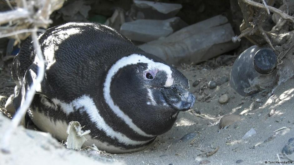 Protecting Argentina's imperiled penguins from plastic waste