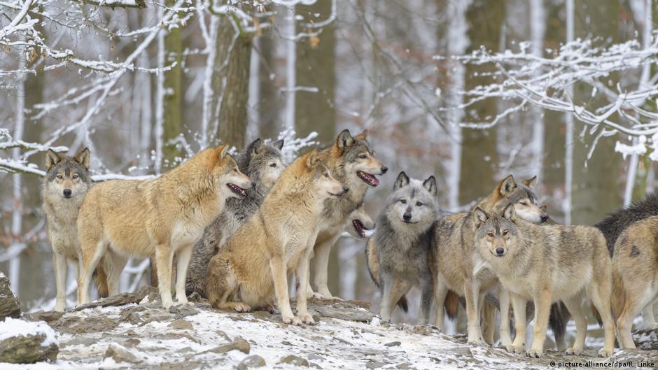 Wolves are protected even in human settlements, top EU court rules