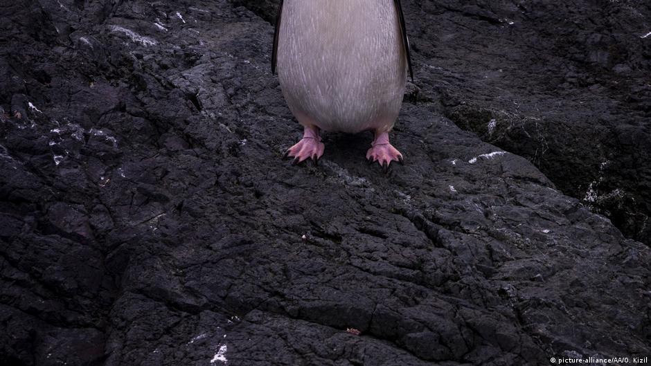 Microplastics found for first time in Antarctica's food chain