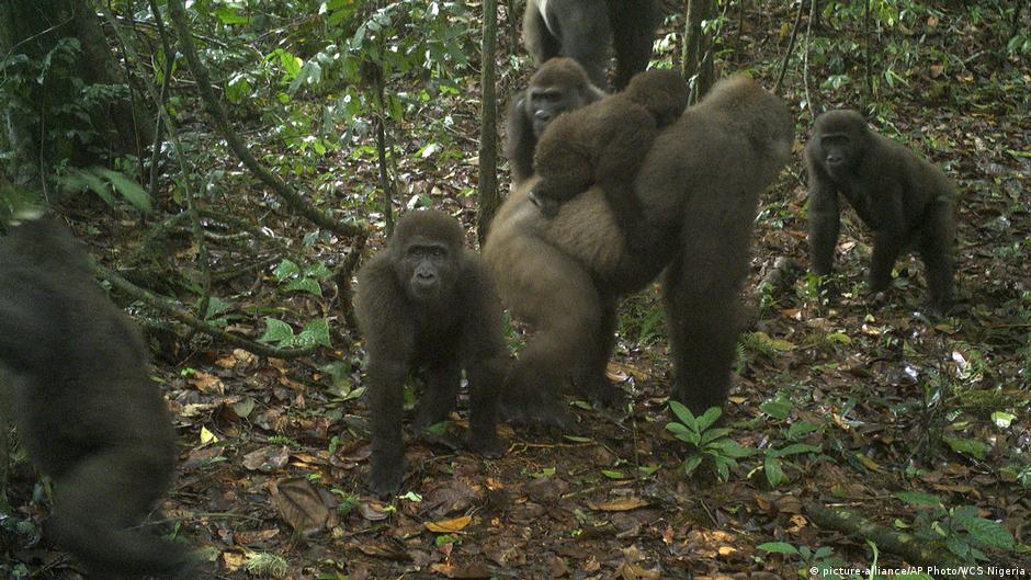 Rare photos of infants suggest endangered gorillas may be making a comeback