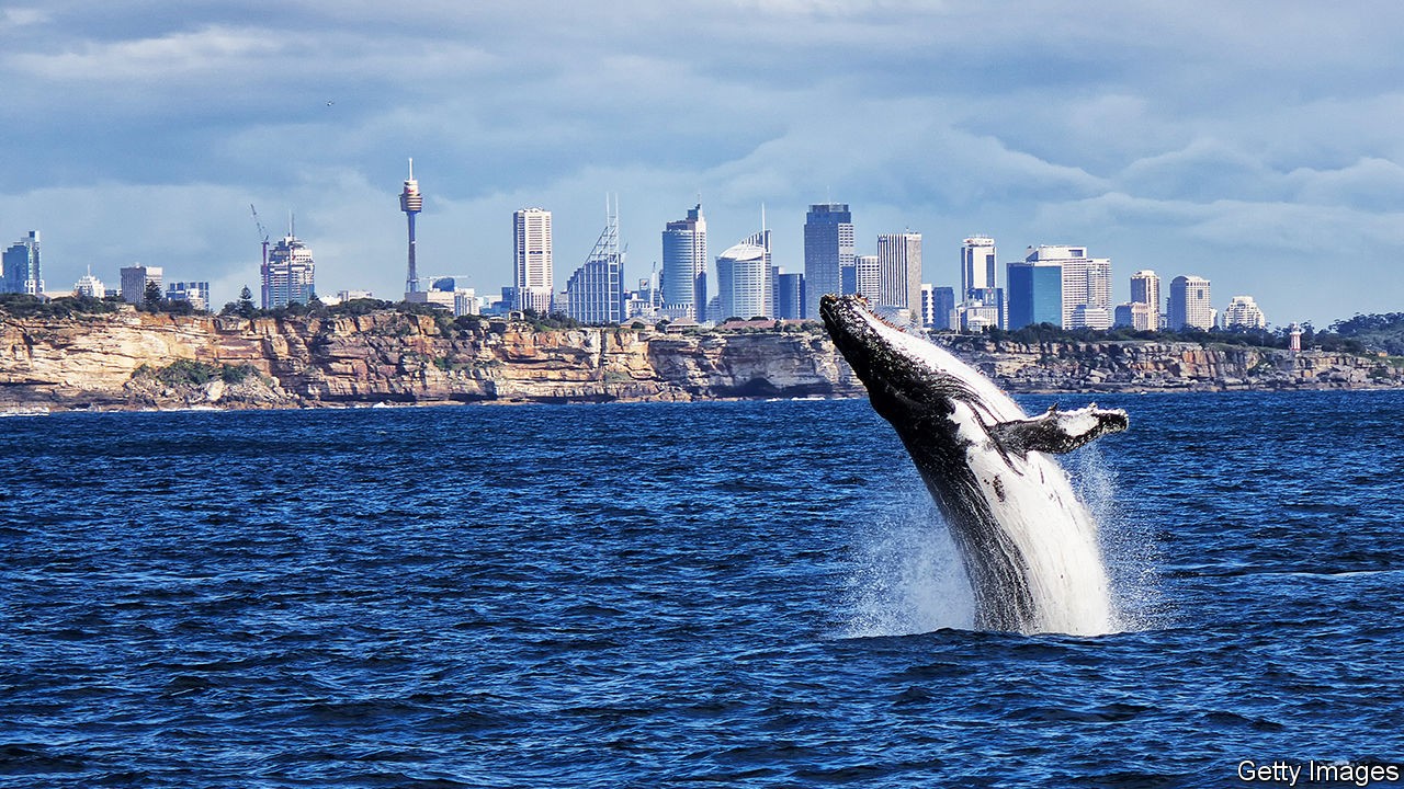 Australian whales are breeding like rabbits