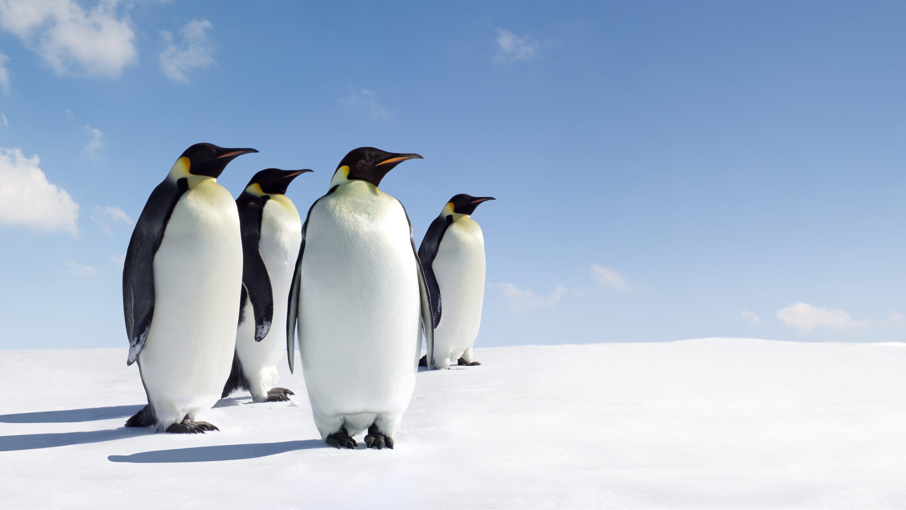 Penguin poop is spotted from space – and lots of it – revealing hidden colonies