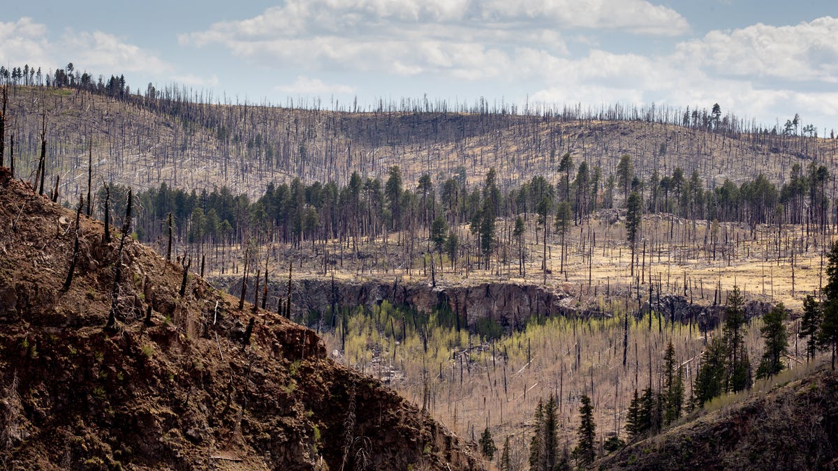 Arizona wildfires: Bigger, hotter than ever. How will the land recover?