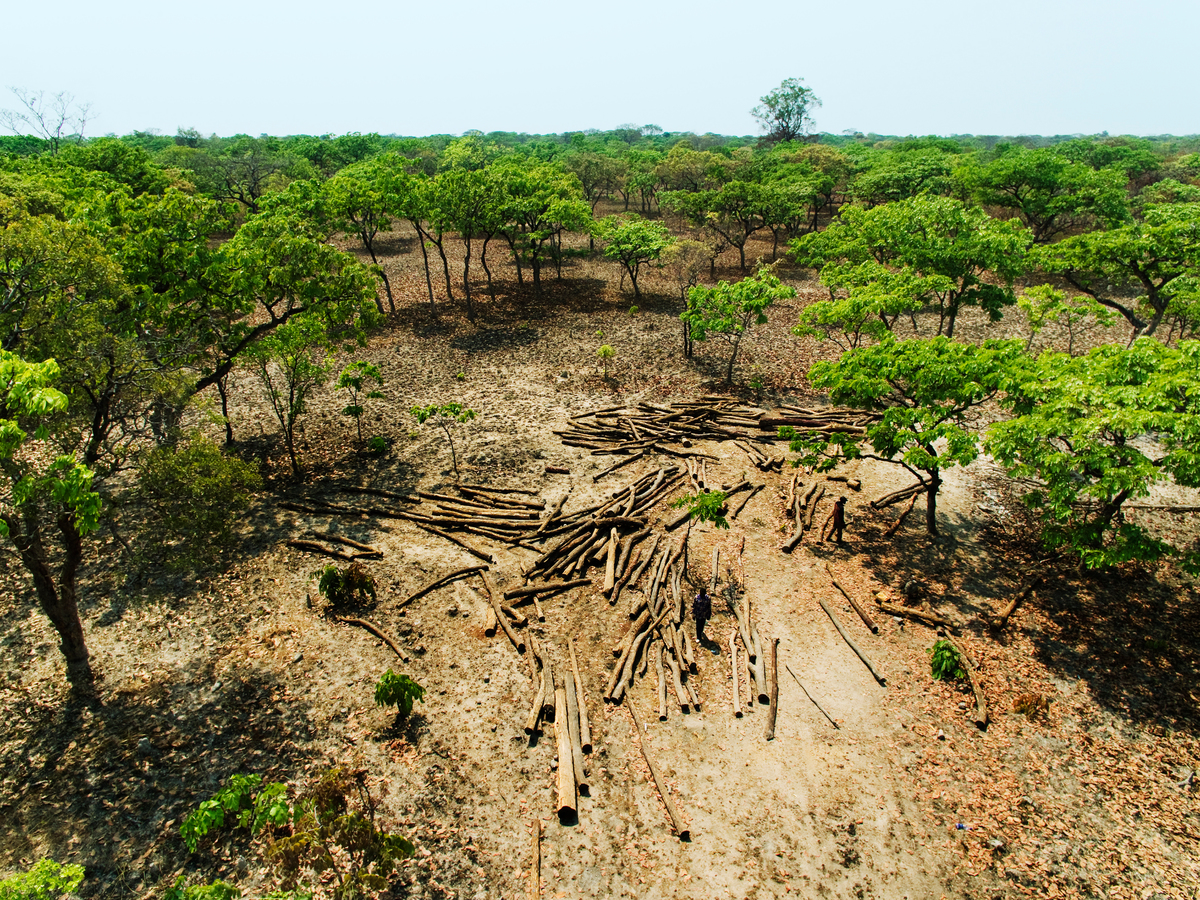 Democratic Republic of Congo : The sell-off of the forest continues