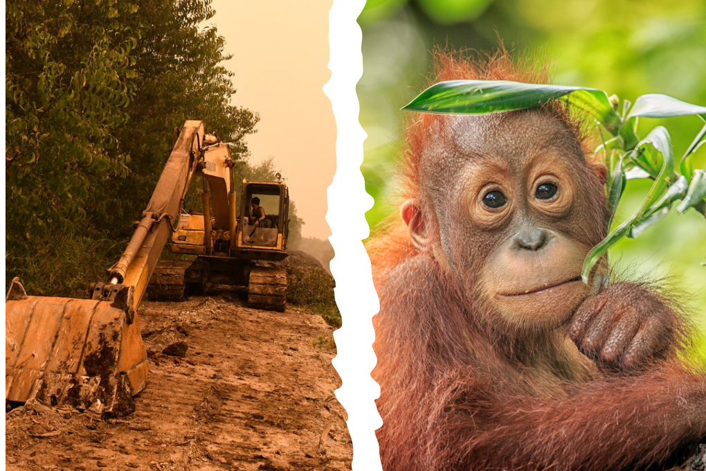 Say no to a deal in palm oil deforestation