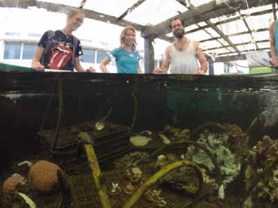 HKU study unlocks the secret of corals’ tolerance to climate change: their diet - All News - Media - HKU