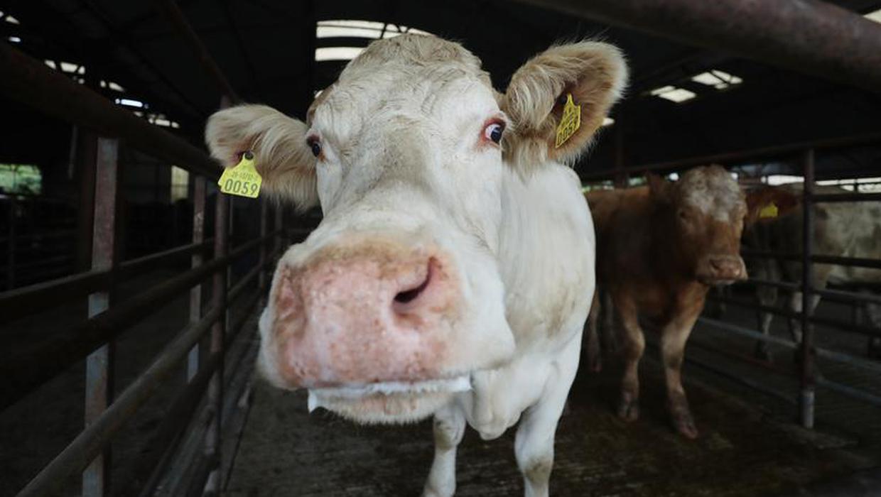 Livestock levels could drop in Northern Ireland to meet climate change targets