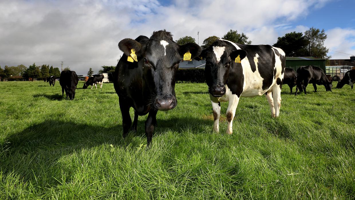 Cut national herd and mentor farmers to reduce emissions - Climate Council