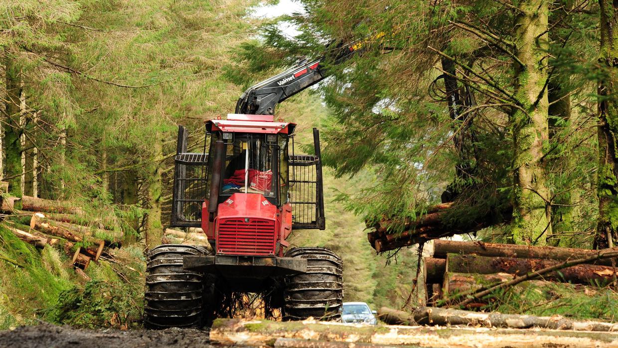 Public consultation now required on some forestry projects – Department