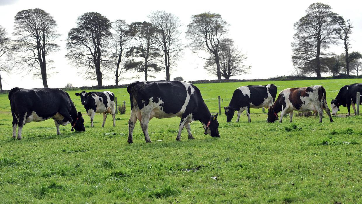 What new rules are being considered for the next nitrates derogation?