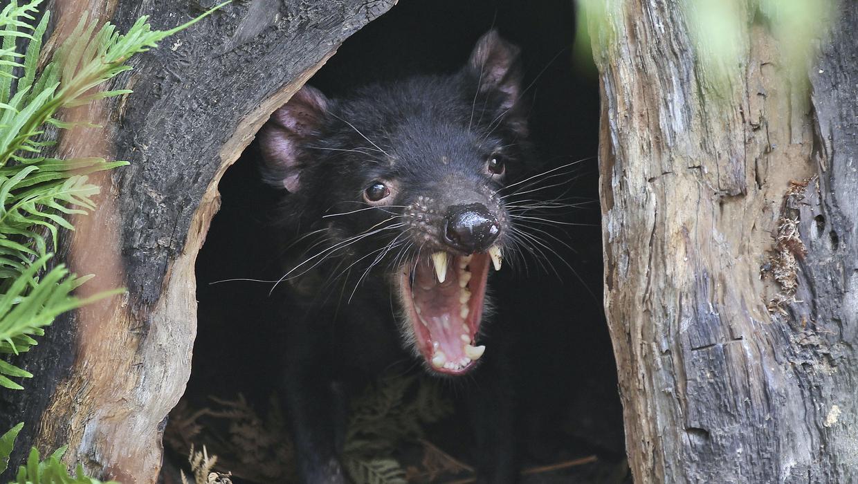 Feisty Tasmanian devils roaming Australian mainland again